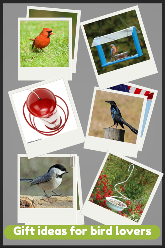 6 Gift Ideas for Bird Lovers •