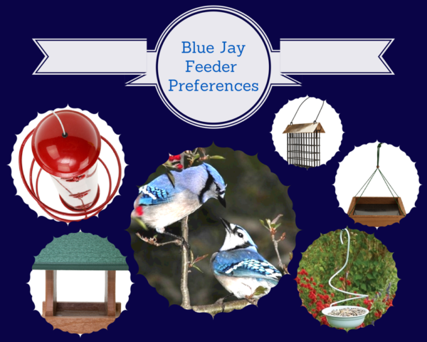 what-bird-feeders-do-blue-jays-like-birdhousesupply