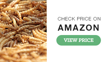 MBTP Dried Mealworms for Birds