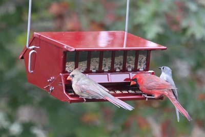 Woodlink Reflective Red Bird's Choice Bird Feeder