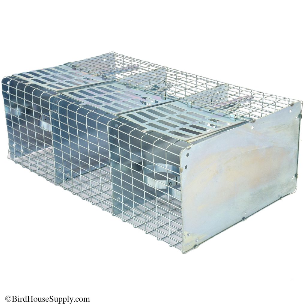 Songbird Essentials RustProof Humane Sparrow Trap