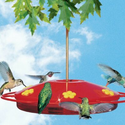 Perky Pet Hummingbird Oasis 16 oz